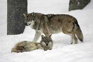 European Wolf - 2 animals resting in snow, winter Bavaria, Germany