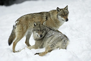 Images Dated 8th March 2006: European Wolf - 2 animals resting in snow, winter Bavaria, Germany