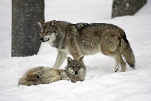 European Wolf - 2 animals resting in snow, winter