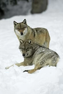 European wolf 2 animals resting snow winter