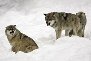 European Wolf - 2 animals showing aggression to each other, social behaviour within pack, winter