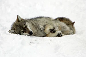 European Wolf - 2 animals sleeping in snow, winter