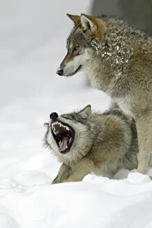 European Wolf - 2 animals in the snow, 1 yawning, winter