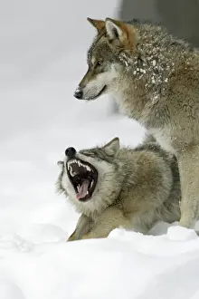 Social Behaviour Prints: European Wolf - 2 animals in the snow, 1 yawning, winter Bavaria, Germany