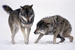 European Wolf - 2 animals in snow, one showing submissive behaviour