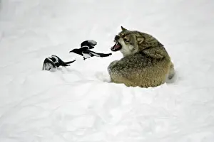 Angry Prints: European Wolf - 2 magpies annoying resting wolf and being snarled