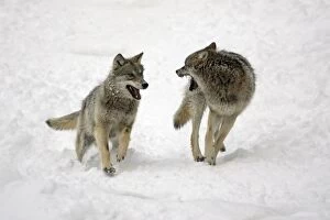 European Wolf - 2 young animals chasing each other through snow, playing, winter