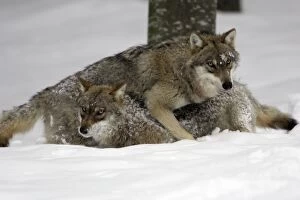 European Wolf - 2 young animals playing in snow, winter
