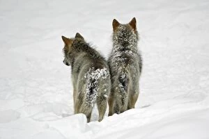 European Wolf - 2 young animals from behind standing in snow, winter