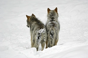European Wolf - 2 young animals from behind standing in snow, winter European Wolf - 2 young animals from behind standing in snow, winter
