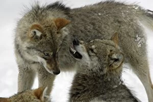 European Wolf - 2 young animals in winter, one acting aggressively to the other