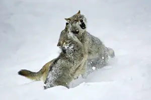 Attacking Prints: European Wolf- 2 young wolves fighting, in snow, pack rank dispute Bavaria, Germany