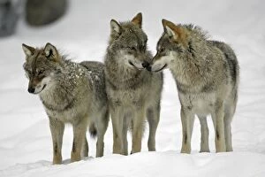 European Wolf - 3 young animals looking alert in snow, winter