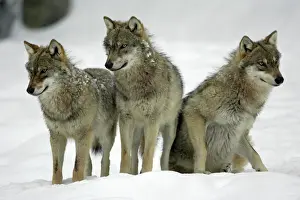 European Wolf - 3 young animals looking alert in snow, winter Bavaria, Germany