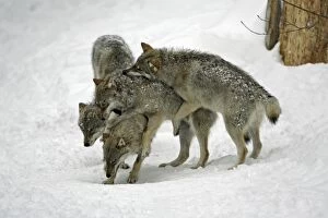 European Wolf - 3 young animals play fighting in snow, winter