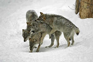 European Wolf - 3 young animals play fighting in snow, winter European Wolf - 3 young animals play fighting in snow, winter