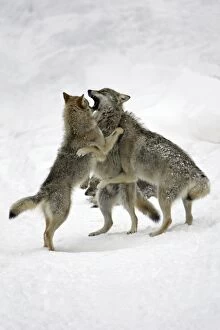 European Wolf - 3 young animals playing in snow, winter