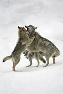 European Wolf - 3 young animals playing in snow, winter Bavaria, Germany