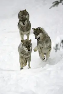 European Wolf - 4 young animals playing in snow, winter Bavaria, Germany