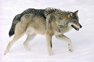 Images Dated 27th January 2011: European Wolf
