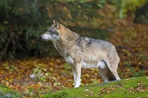 Images Dated 23rd October 2015: European Wolf adult