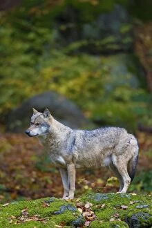 Images Dated 23rd October 2015: European Wolf adult