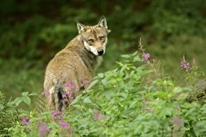 European Wolf - adult wolf standing on forest clearing amidst stand of fireweed looking into camera