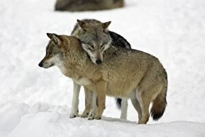 Images Dated 5th March 2006: European Wolf - alpha male showing affection towards pack leader, the alpha female, in snow