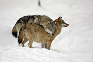 Images Dated 5th March 2006: European Wolf- alpha male showing affection towards pack leader, the alpha female, in snow