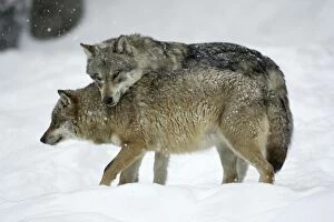 Images Dated 6th March 2006: European Wolf - alpha male showing affection towards pack leader, the alpha female, in snow