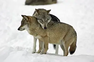 European Wolf - alpha male showing affection towards pack leader, the alpha female, in snow, winter Bavaria, Germany
