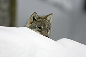 European Wolf - animal looking alert in snow, winter