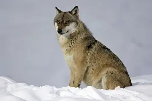 Wolf Prints: European Wolf - animal sitting in snow, resting, winter Bavaria, Germany