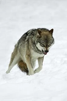 European Wolf - animal snarling to other pack members in snow, rank dispute