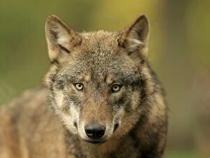 Images Dated 14th October 2013: European Wolf - controlled conditions Germany (Canis lupus)