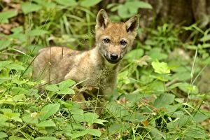 European Wolf cub - standing on forest clearing looking into camera