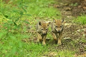 European Wolf cubs - two young strolling through forest side by side