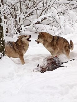 European Wolf - two fighting over prey in snow