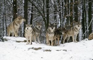 Images Dated 14th February 2007: European Wolf - group of six in snow