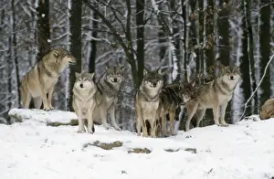 Wolf Prints: European Wolf - group of six in snow