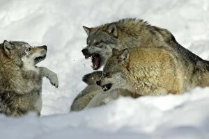 European Wolf - male and female alpha wolf attacking rival male, in snow
