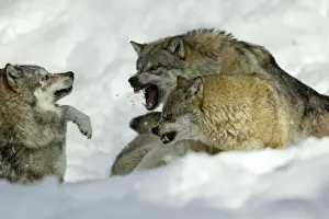 Attacking Prints: European Wolf- male and female alpha wolf attacking rival male, in snow Bavaria, Germany