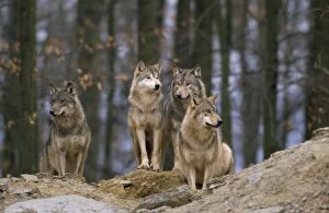 Images Dated 6th March 2007: European Wolf - pack