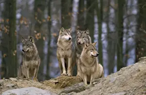Packs Prints: European Wolf - pack