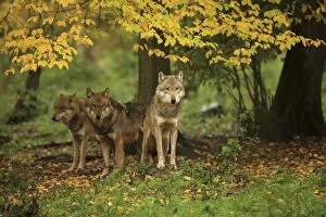 Images Dated 14th October 2013: European Wolf - pack in forest - Autumn - controlled