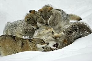 European Wolf - pack members play fighting in snow, social bonding behaviour