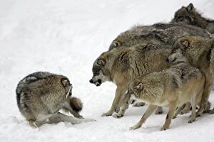 European Wolf - pack showing aggresssion towards rank weakest animal
