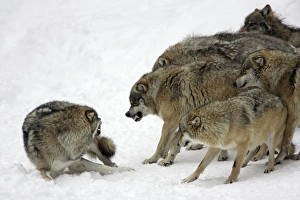European Wolf - pack showing aggresssion towards rank weakest animal European Wolf - pack showing aggresssion towards rank weakest animal