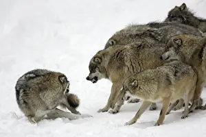 Attacking Prints: European Wolf - pack showing aggresssion towards rank weakest animal Bavaria, Germany