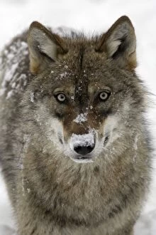 Images Dated 4th March 2006: European Wolf - portrait of animal covered with snow Bavaria, Germany